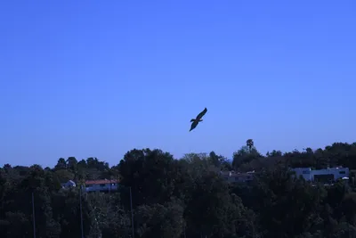 DSC_0787 (Large).JPG